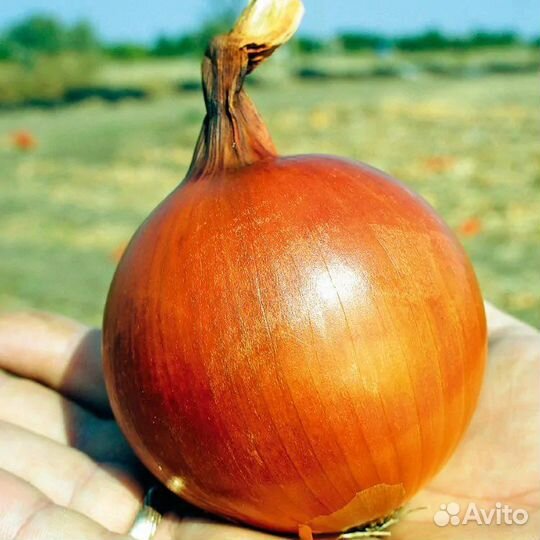 Лук репчатый оптом