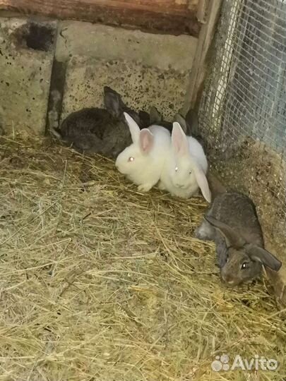 Кролики белый великан