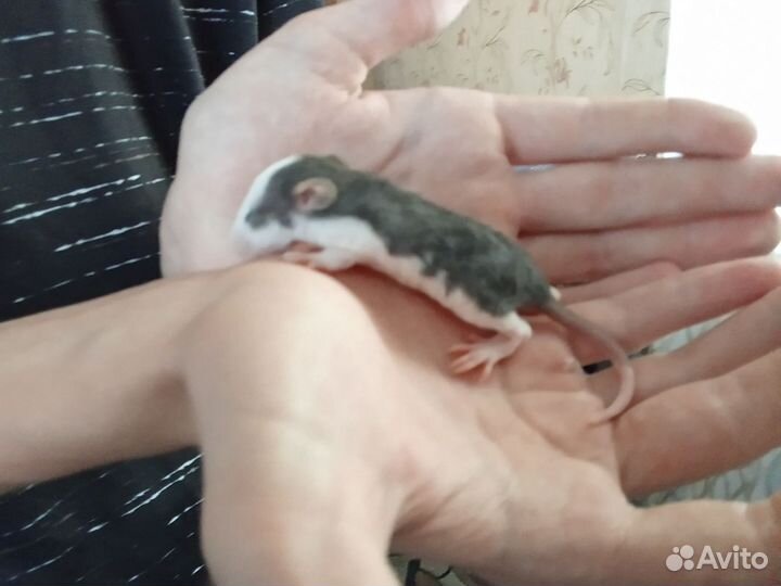 Кудрявые крысята дамбо