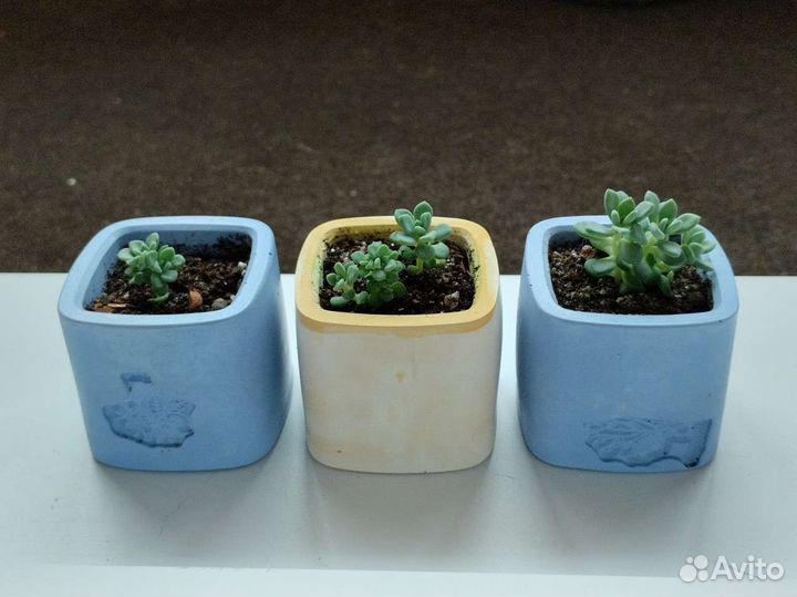 Пахифитум суккулент комнатное растение