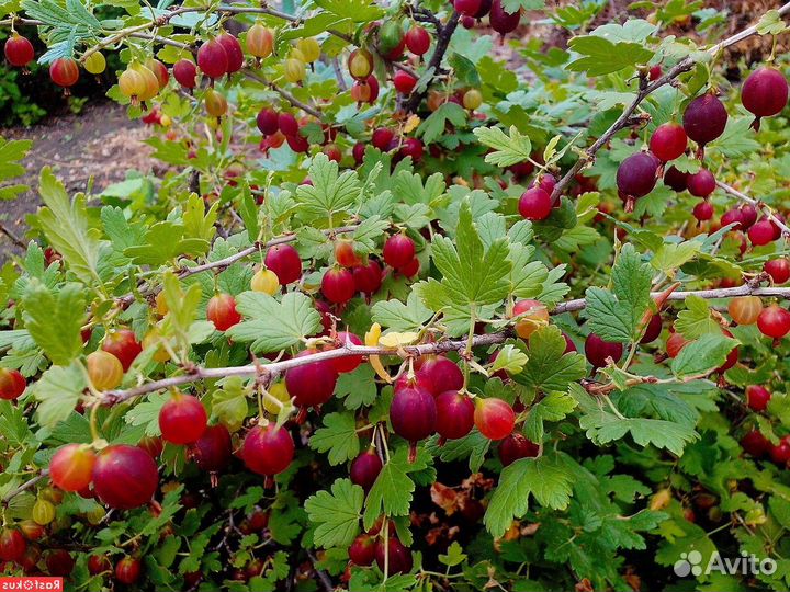 Саженцы Крыжовника красный