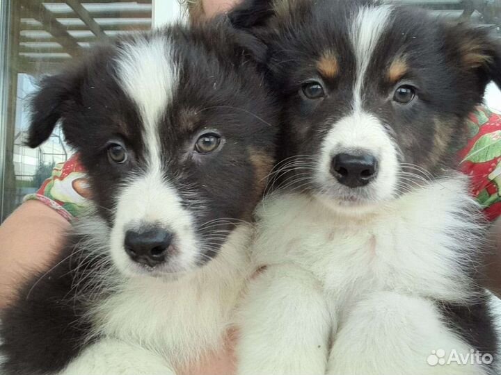 Австралийская овчарка