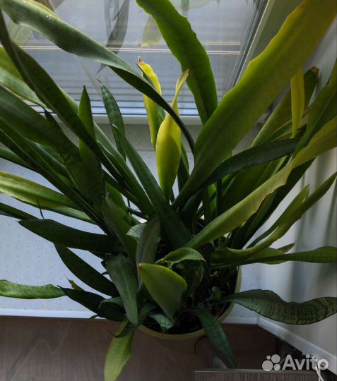 Сансевиерия