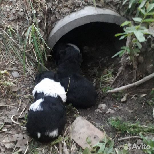 Щенки маленькой собаки отдам бесплатно