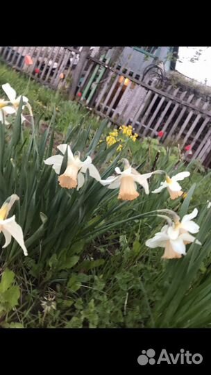 Нарциссы, Гортензия Анабель, Черёмуха Виргинская