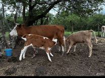 Корова дойная с телятами бычки