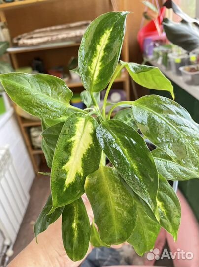 Диффенбахия камилла