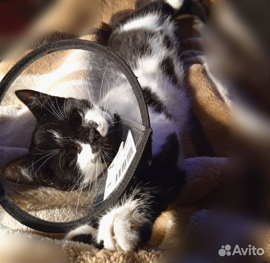 Кошка в дар