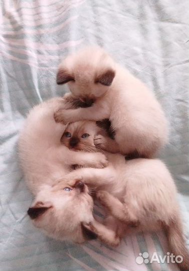 Сиамские котята