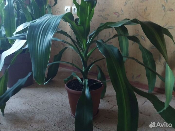 Пальма юкка