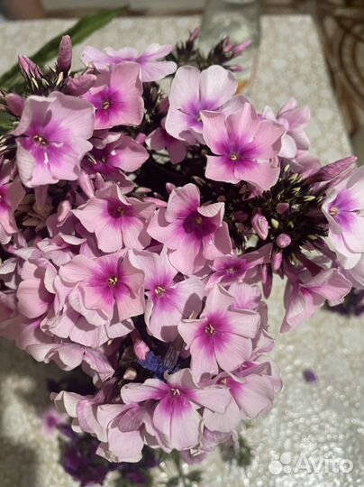 Флокс метельчатый сортовой