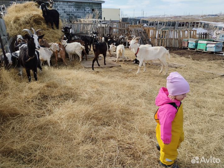 Коза нубийская. Продаем стадом