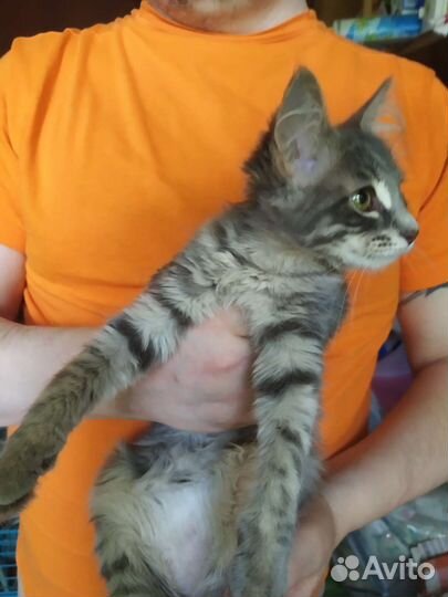 Зеленоглазая красавица в хорошие руки