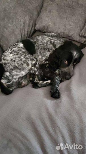 Русский спаниель вязка