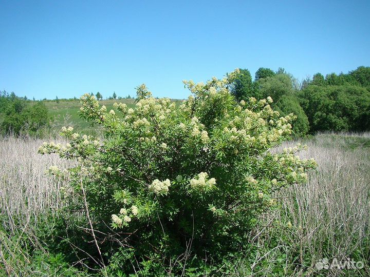 Бузина красная и черная, семена