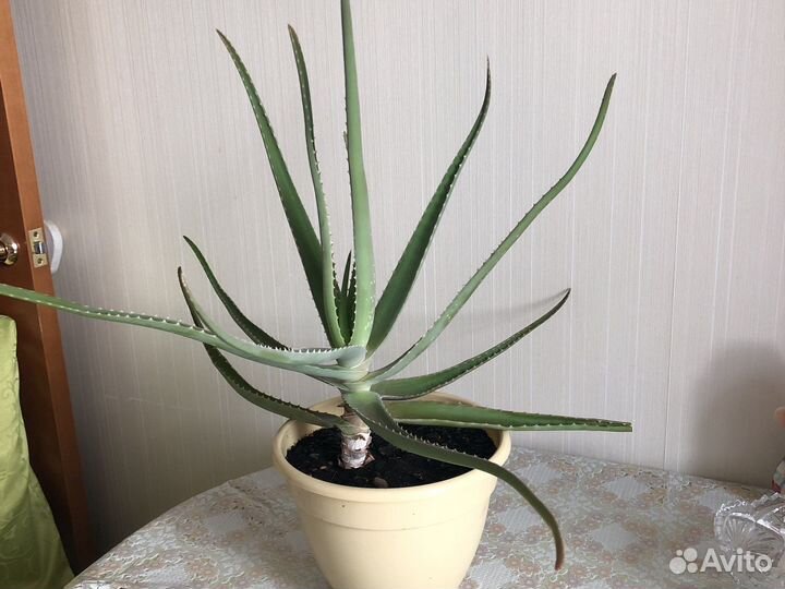 Алоэ,антуриум, спатифиллум