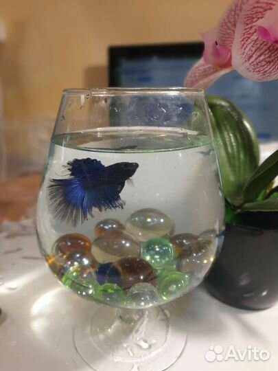 Петушки самцы