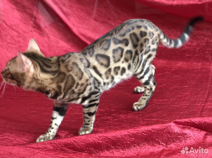 Бенгал Вязка