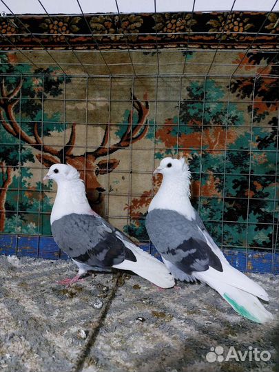 Голуби на вольном содержании