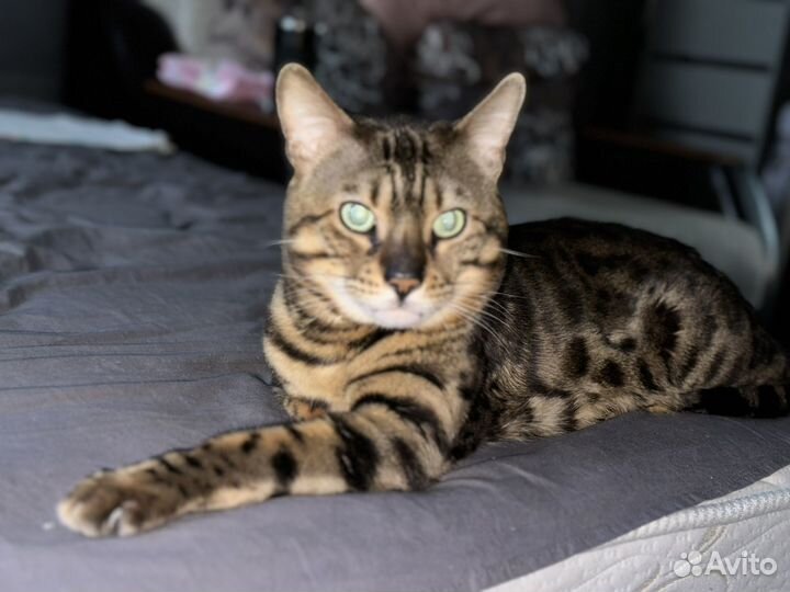 Бенгальский кот вязка