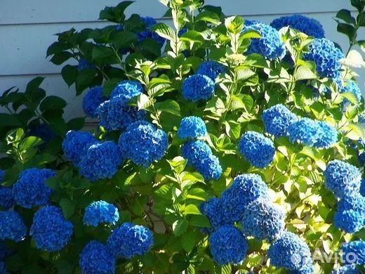 Саженцы многолетних цветов