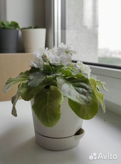 Детки фиалки (сорт 