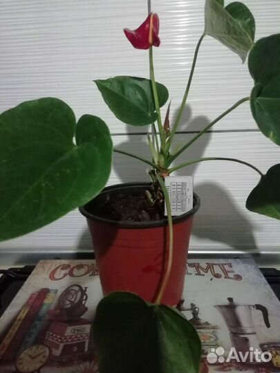 Комнатные цветы антуриум
