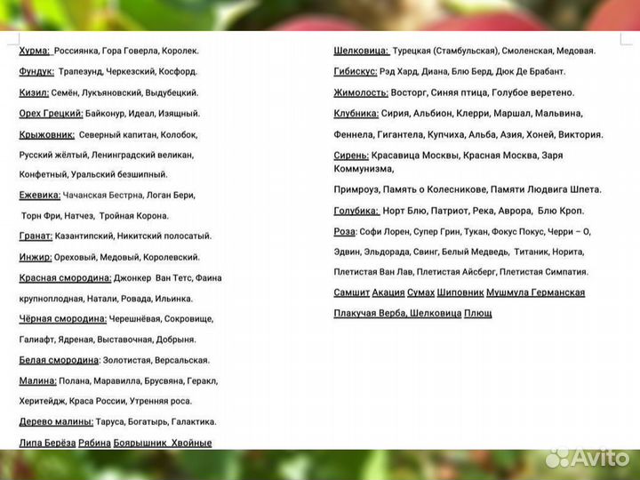 Саженцы Розы Примадонна