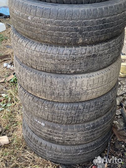 Шиныг газель