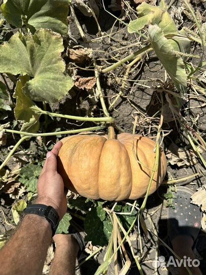 Тыква мускат де Прованс (француз) напрямую с поля