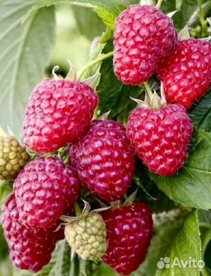 Малина на посадку, доставка, пересылка и прочее