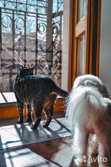 Передержка собак / Зооняня / Выезд / Выгул