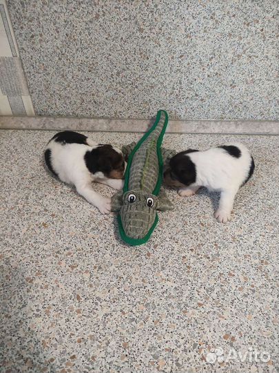 Фокстерьер жесткошерстный щенки