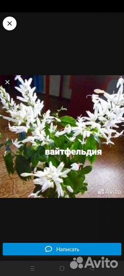 Комнатные растения цветы