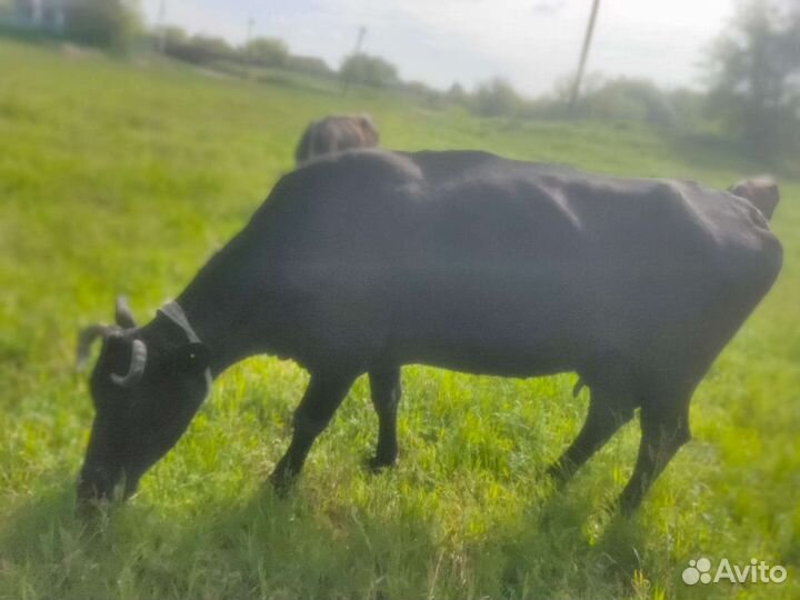 Корова дойная