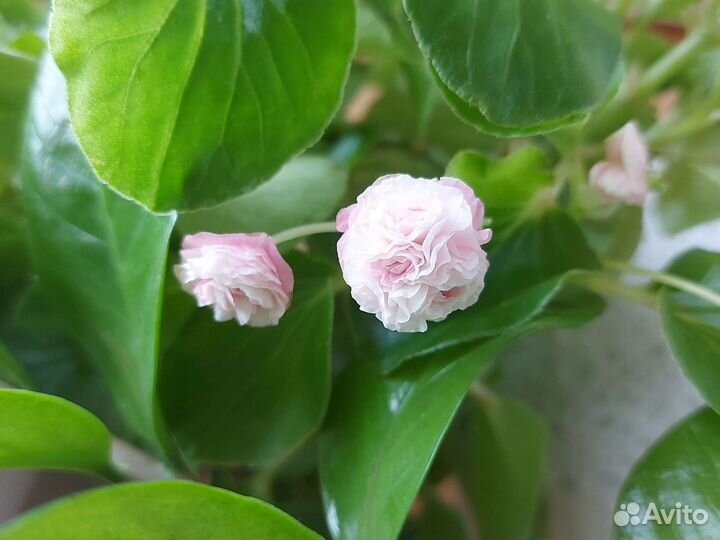 Бегония вечноцветущая махровая