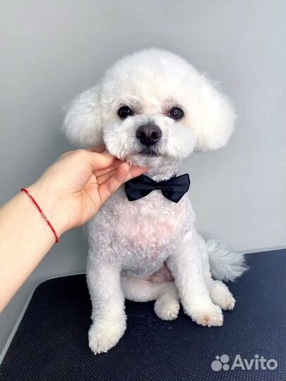 Груминг.Стрижка кошек и собак