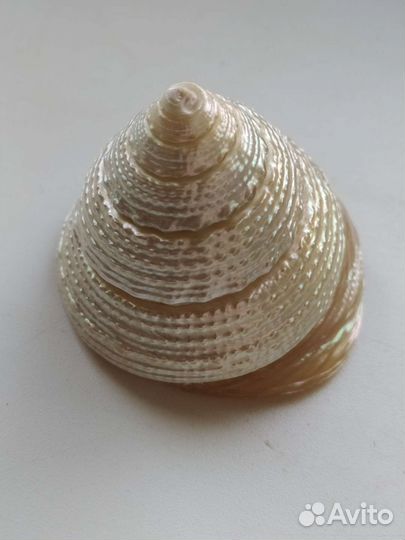 Ракушка морская