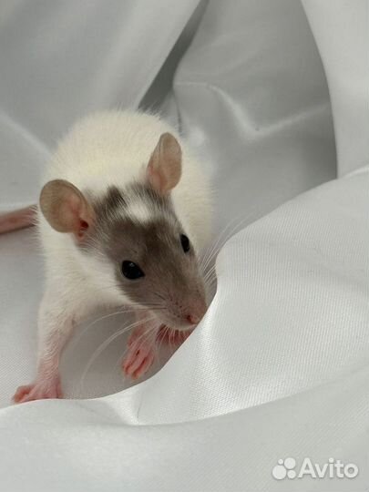 Крыса крысята питомник Москва