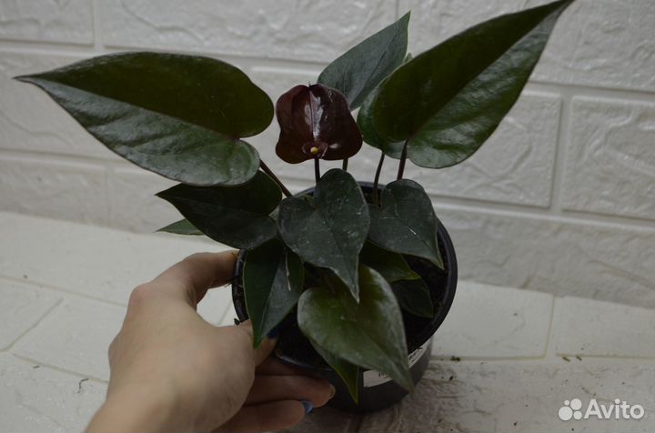 Антуриум андре paris black