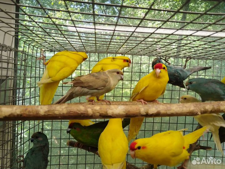 Попугай Какарик 3мес