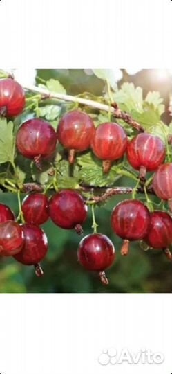 Рябина черная,красная,калина