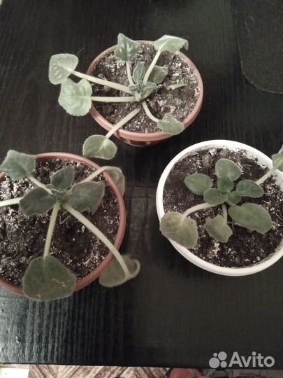 Комнатные растения цветы