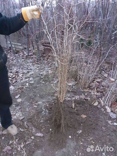 Саженцы Зизифус Унаби,Саженцы привитого Кизила