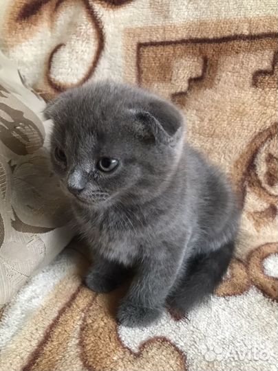 Британские котята
