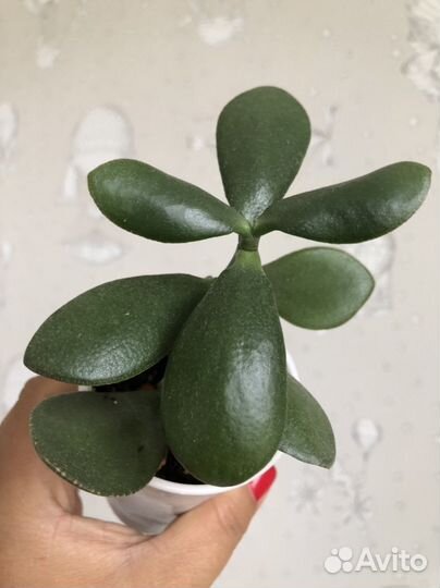 Толстянка, денежное дерево