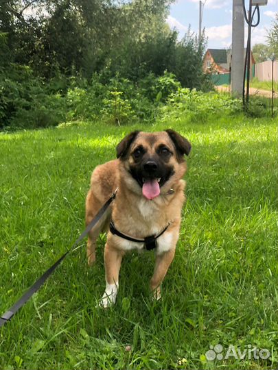 Маленькая собачка Лея 2 года ищет дом