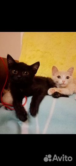 Котята девочка и мальчик