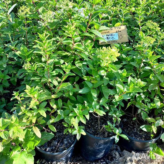 Гортензия Голиаф из питомника растений