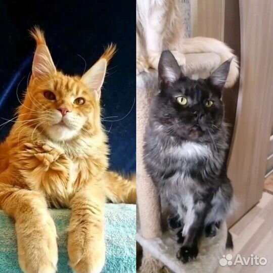 Котята мейн-кун